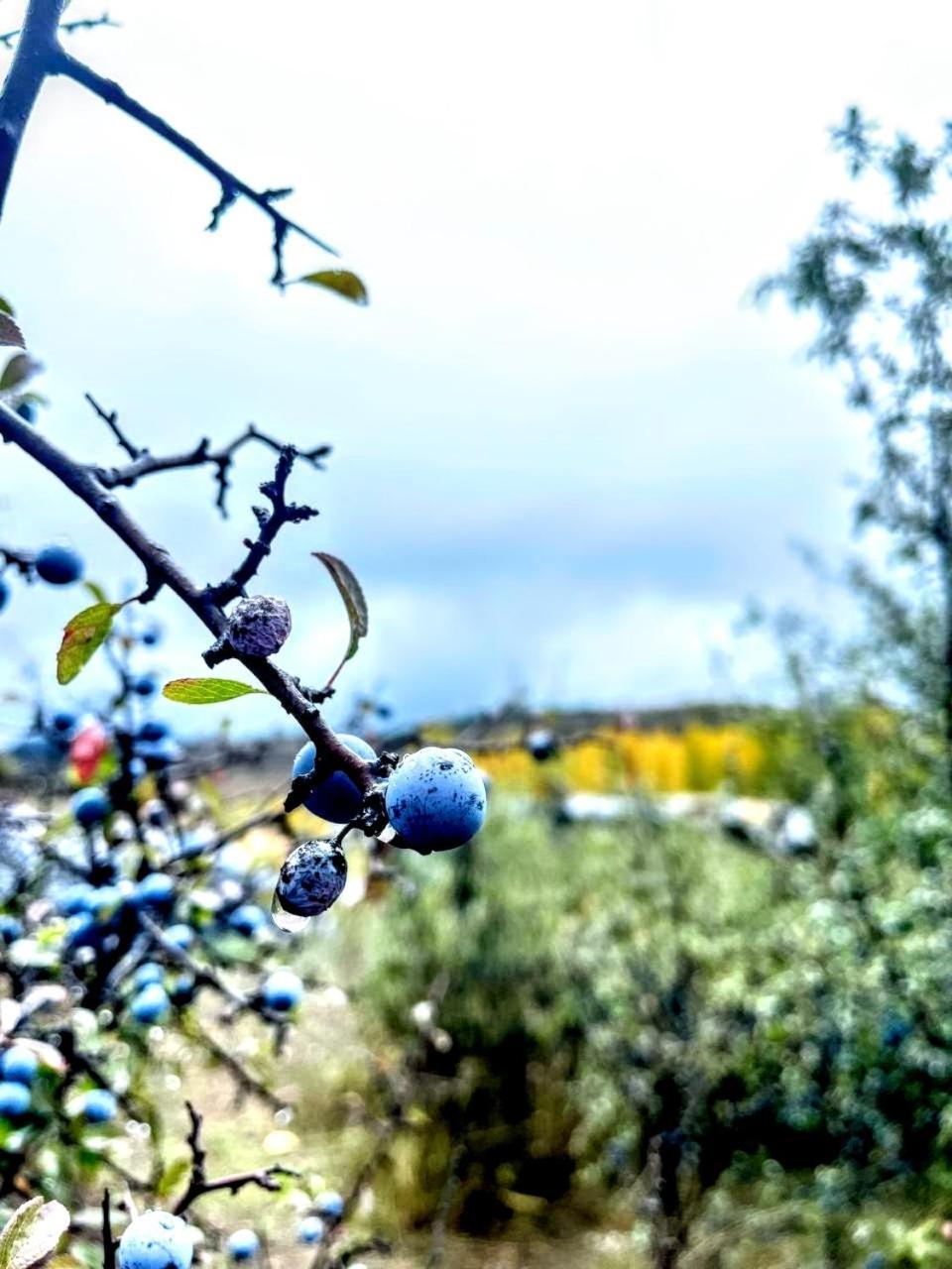 Alojamiento Rural Los Hacheros Tragacete Dış mekan fotoğraf